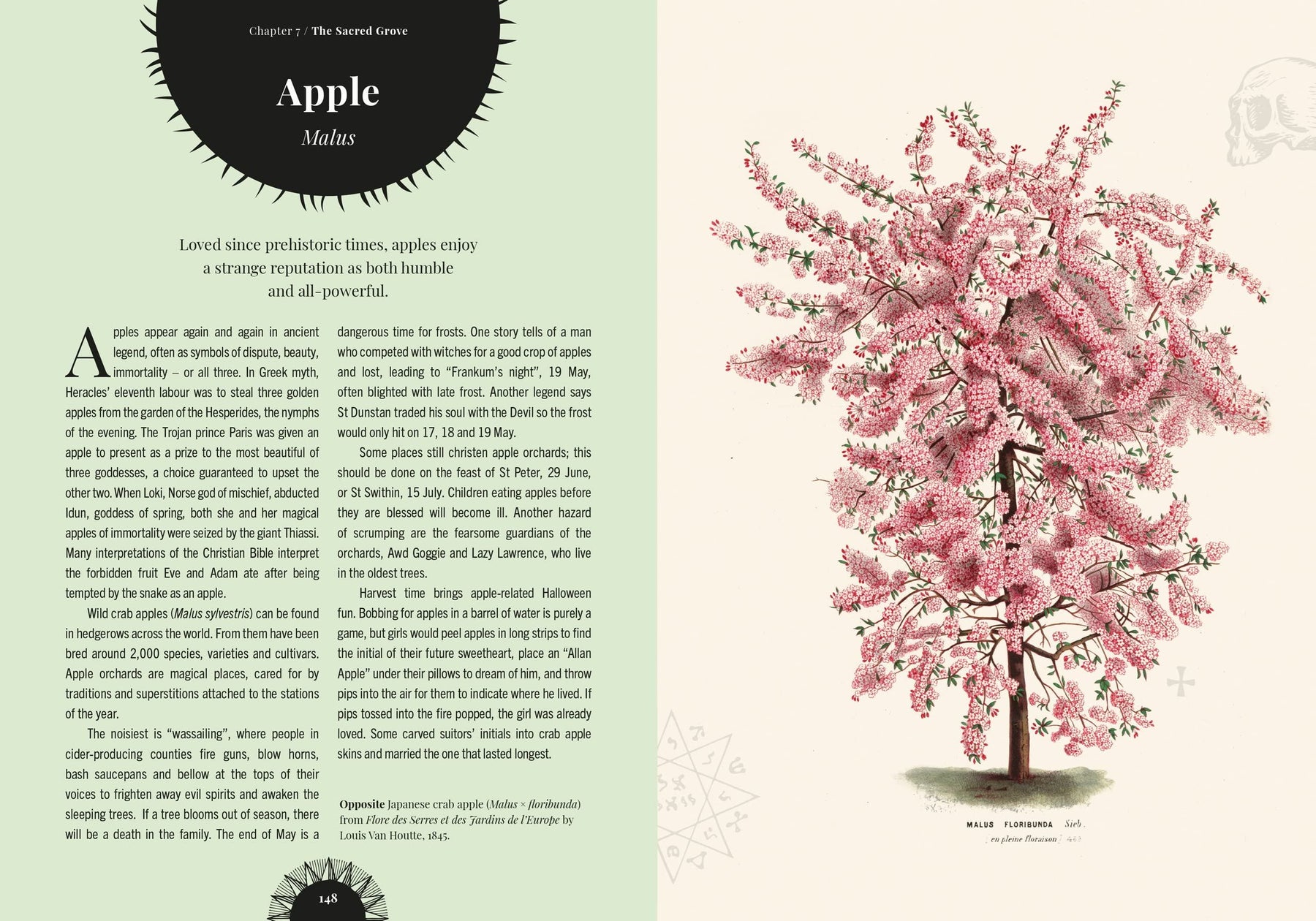 Magic Tree Folklore Witch's Forest (Trees In Magic Folklore/Remedies) (HB)